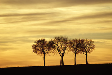 Plakat Three lonely trees