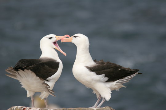 Albatros © Arctica