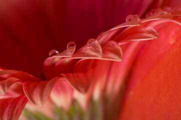 drop gerbera