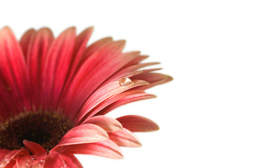 velvet gerbera