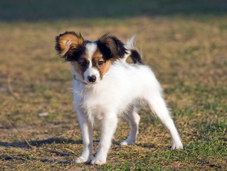 Young papillon