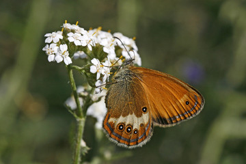 oenonympha arcania, Perlgrasfalter, Weißbindiges Wiesenvögelchen © Child of nature