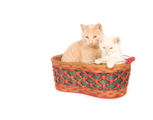 Fototapeta na wymiar Cats in a basket