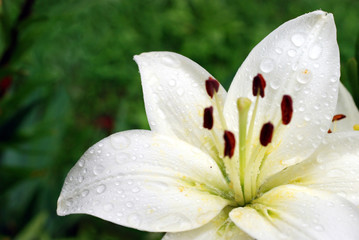 Lilie © davidundderriese