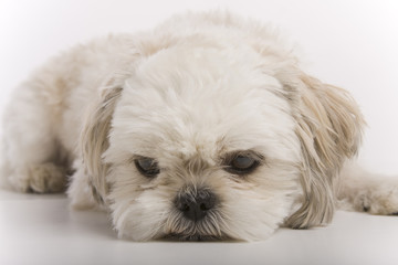 Shih Tzu at rest