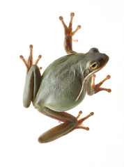 Gree Treefrog