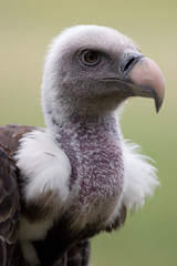 Vulture in front of a green background