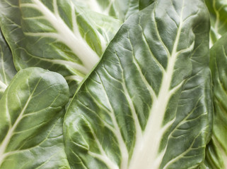 Fototapeta premium Pak Choi, Bok Choy, Chinese Cabbage