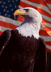 American Bald Eagle © Pete Saloutos