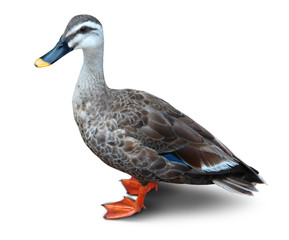 duck