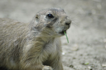 Prairie dog