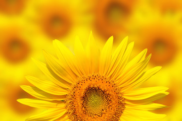 Focused Giant Sunflower