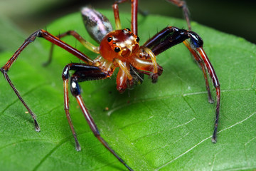 Spider (Epeus Alboguttatus)