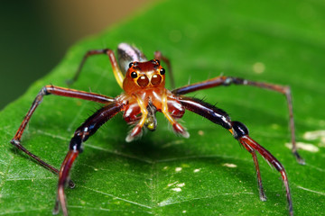 Spider (Epeus Alboguttatus)