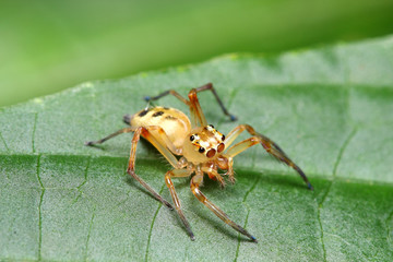 Spider (Telamonia Festiva)