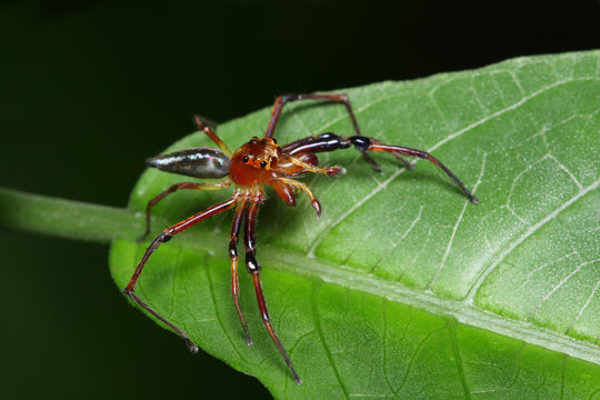 Epeus Bilder Durchsuchen 22 Archivfotos, und Videos