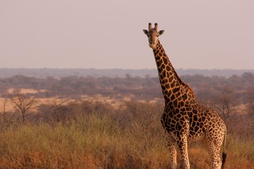 Picture Postcard Africa