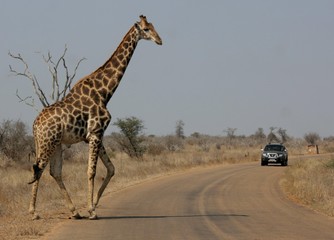 Giraffe Xing