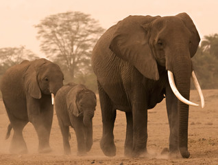 Fototapeta na wymiar 3 Elephants in Amboseli