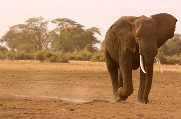 Fototapeta premium Big Elephant in Amboseli