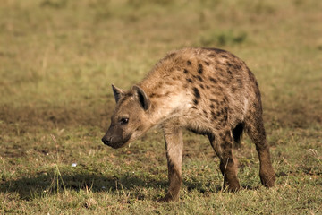 Hyena strolling