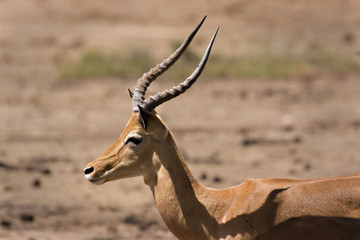 Impala in Tsavo