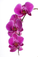 orchid; pink; decoration; exotic; hobby; flower; plant; branch