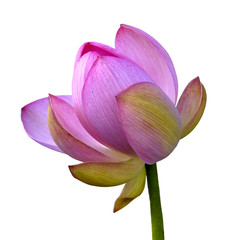 The Flower, pink lotus