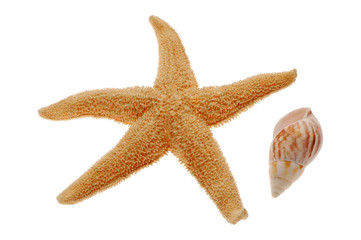 Close-up of seashell and starfish isolated on white background