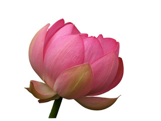 The Flower, pink lotus