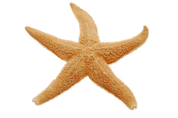 Close-up of starfish isolated on white background