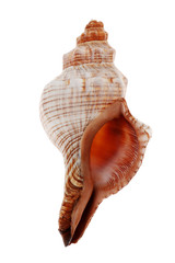 Close-up of seashell isolated on white background