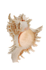 Close-up of seashell isolated on white background