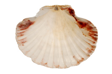 Close-up of seashell isolated on white background