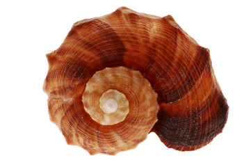 Close-up of seashell isolated on white background