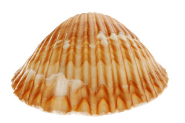 Close-up of seashell isolated on white background