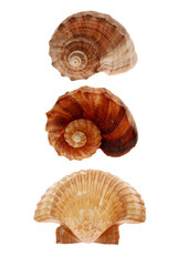 Close-up of seashells isolated on white background