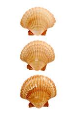 Close-up of seashells isolated on white background