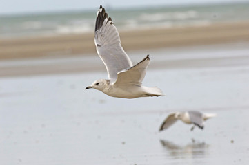 Mouettes en plein vol