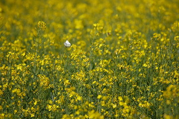 Rape field and butterfly