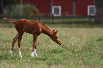 Foal