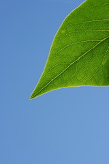 Green leaf in sunshine