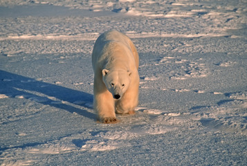 Polar bear in cold blue Arctic light