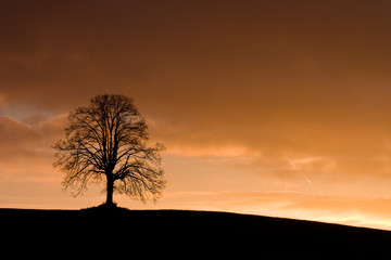 Fototapeta na wymiar Alone tree in field at dark