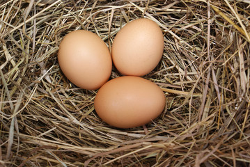 eggs