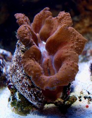 Mördermuschel © sathopper