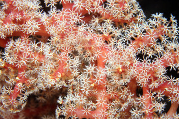 soft corals extended at night to feed on coral reef
