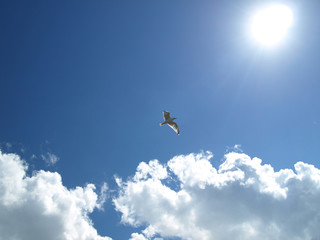Möwe