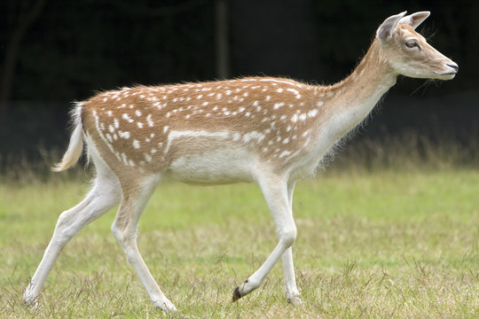 Biche dans le pr&eacute;