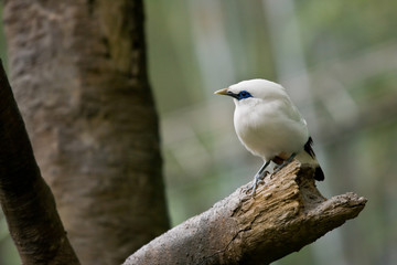 Vogel